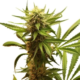 Northern Lights Feminised Hemp Seeds